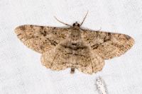 Peribatodes rhomboidaria