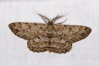 Hypomecis punctinalis