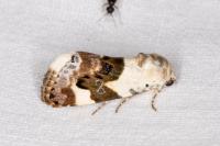 Acontia lucida