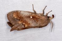 Dendrolimus pini
