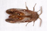 Dendrolimus pini