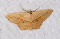 Scopula imitaria