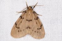 Paidia rica