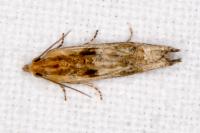 Eucosma
