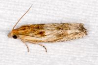 Eucosma