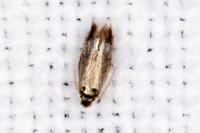 Stigmella