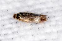 Stigmella
