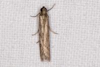 Phycitodes