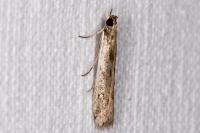 Phycitodes