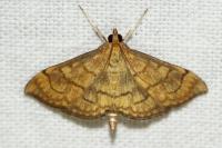 Anania verbascalis