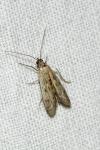Phycitodes
