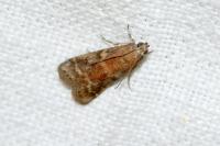 Ephestia