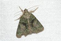Cryphia algae