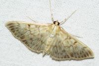 Patania ruralis