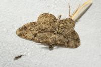 Peribatodes rhomboidaria