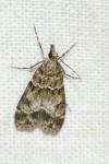 Eudonia mercurella