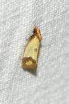 Agapeta zoegana