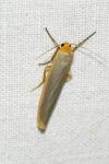 Manulea complana
