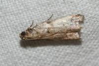 Acrobasis fallouella