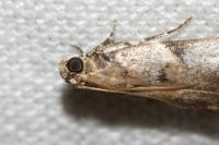 Acrobasis fallouella