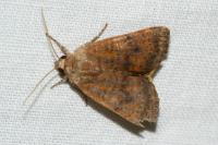 Noctua interjecta