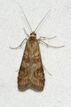 Nomophila noctuella