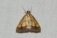Evergestis limbata
