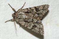 Acronicta auricoma