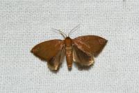 Heterogenea asella