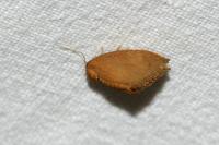 Heterogenea asella