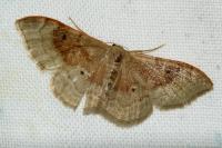 Idaea degeneraria
