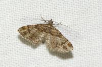Gymnoscelis rufifasciata
