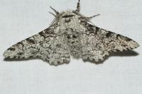 Biston betularia