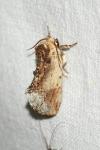 Ptilodon cucullina