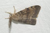 Lymantria dispar