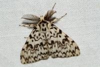 Lymantria monacha