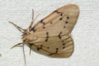 Paidia rica