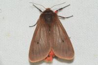 Phragmatobia fuliginosa