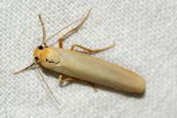 Eilema caniola