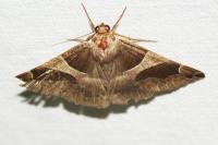 Dysgonia algira
