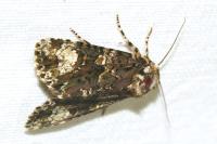 Craniophora ligustri