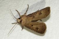 Agrotis exclamationis