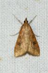 Udea ferrugalis