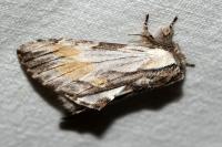 Harpyia milhauseri