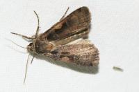 Xestia c-nigrum