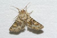 Hecatera dysodea