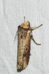 Axylia putris