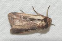 Ochropleura plecta