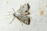 Cataclysta lemnata