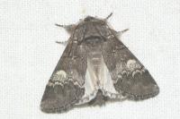 Drymonia querna